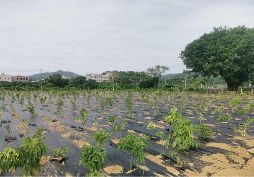 55d2475763f70ea7d1fe3d91e94f1a2e.png 揭陽農(nóng)墾拆舊復墾項目2.png